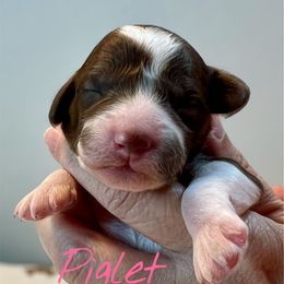 Piglet - Parti female Goldendoodle puppy in Mocksville, North Carolina from Little Bear Doodles