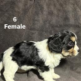 Cavalier King Charles Spaniel and Miniature Schnauzer Puppies from Lennox Thompson