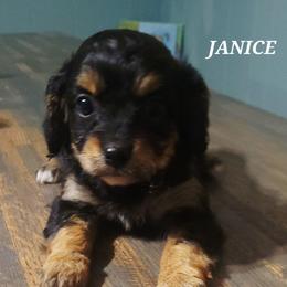 Janice - Black and tan female Cavapoo puppy in Wentworth, Missouri from Newton County Cavaliers & Cavapoos LLC