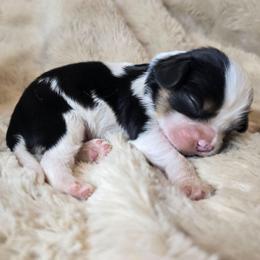 Silas - Tri-color male Cavalier King Charles Spaniel puppy in Wildomar, California from Enchanted Rose Cavaliers