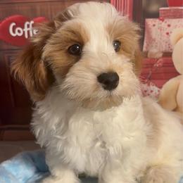 Bailey - Red male Havanese puppy in Clermont, Florida from Country Sweet Havanese and Creative Coaching