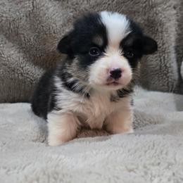 Orange Collar Male - Black and tan male Pembroke Welsh Corgi puppy in Tenino, Washington from LoneStar Corgis NW