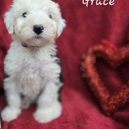 Grace - Gray and white female Old English Sheepdog puppy in Sutherlin, Oregon from Sapphire Eyes Sheepdogs