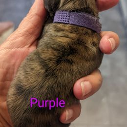 Girl 1 - Dachshund puppy in Homosassa, Florida from Foxies Doxies