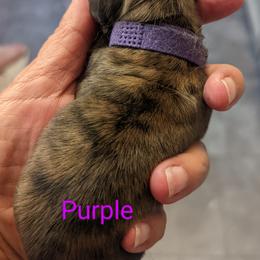 Girl 1 - Dachshund puppy in Homosassa, Florida from Foxies Doxies