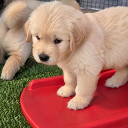 6th pick boy - Golden male Golden Retriever puppy in Fresno, California from Warwick’s Central California Goldens