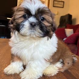 Honey - Brindle female Shih Tzu puppy in Stroudsburg, Pennsylvania from Puppyville Pa Shih Tzu & frenchies