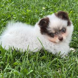 RARE CHOCOLATE ROAN - Chocolate female Pomeranian puppy in Bourbonnais, Illinois from T & D Poms