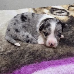 Girl 4 - Blue merle female Border Collie puppy in Newalla, Oklahoma from Roughstock Border Collies and Dachshunds