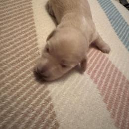 Daneris - Cream female Dachshund puppy in Summit, South Carolina from Doxies4Paws