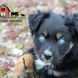 Australian Shepherds and Miniature Australian Shepherds from Farmside Aussies