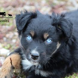 Australian Shepherds and Miniature Australian Shepherds from Farmside Aussies