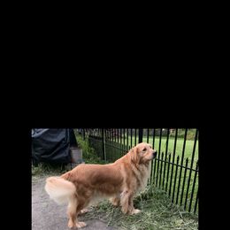 Golden Retriever All Grown Up from Robertson's Goldens