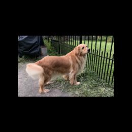 Golden Retriever All Grown Up from Robertson's Goldens