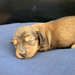 Dachshund Puppies from Jedi Weiner Ranch