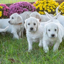 Bernedoodle and Goldendoodle Puppies from White Oak Doodles