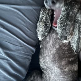 Poodle and Whippet All Grown Up from Charleston Reds Standard Poodles and Whippets