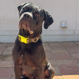 Boston - Black male Cane Corso puppy in Acton, California from Mastiff Mafia