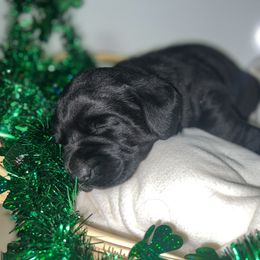 Labrador Retriever Puppies from Mason Dixon Labradors