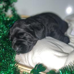 Labrador Retriever Puppies from Mason Dixon Labradors