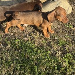 Willy - Sable male Dachshund puppy in Modesto, California from Raws Doxies