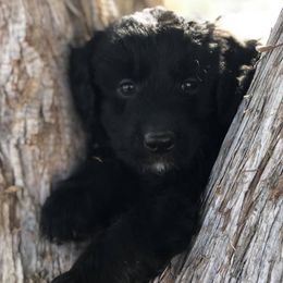 Aussiedoodles, Australian Shepherds, Cavapoos, and Poodles from Udy Puppies