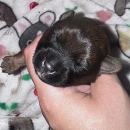 Sabrina - Black and tan female Yorkshire Terrier puppy in Bolton, Connecticut from Elle Yorkies