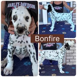 Bonfire - White and black male Dalmatian puppy in Melrose, New Mexico from ECMO Farm Dalmatians & Labrador Retrievers
