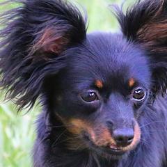 Russian Toys from Tiny Comrades Russian Toys