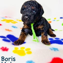 Boris - Tri-color male Bernedoodle puppy in Beecher, Illinois from Erica’s Doodles