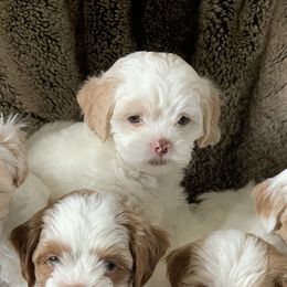 Shihpoos and Shih Tzus from Pheasant Hill Farms