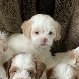 Shihpoos and Shih Tzus from Pheasant Hill Farms