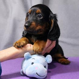 Echo - Black and tan male Dachshund puppy in Liberty, Texas from Sweetnlow Dachshund