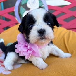 Danielle - Black and white female Shih Tzu puppy in Hemet, California from Aloha Shih Tzu