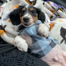 Beans - Piebald female Dachshund puppy in Paducah, Kentucky from Donette's Doxies