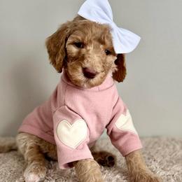 Light Pink - Cream female Goldendoodle puppy in Hesperia, Michigan from Red Acres Poodles & Doodles