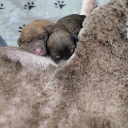 Bernedoodle puppies from High Desert Doodles