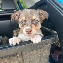 Coyote - Dilute red male Australian Shepherd puppy in Clinton, Tennessee from Liza’s Aussies & Poms
