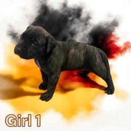 Mastiff Puppies from FrontlineK9 Boarding & Training LLC