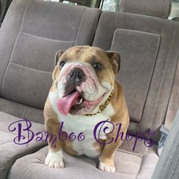Bulldogs from English Wiggle Butts