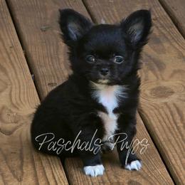Dice - Black and white male Chihuahua puppy in Bowdon, Georgia from Paschal's Pups