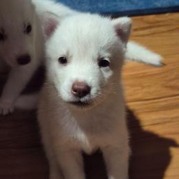 Girl 1 - White female Siberian Husky puppy in Madison, Georgia from Thornbury Kennel