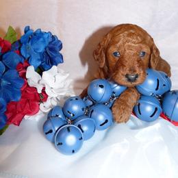 Rudy - Red  male Poodle puppy in Fort Salonga, New York from Blues Performance Poodles