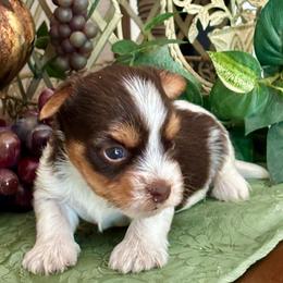 Hershey - Chocolate tan and white male Biewer Terrier puppy in Oklahoma from Rocky Oak Cavaliers & Biewer Terriers LLC