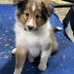 Blue - White and sable male Shetland Sheepdog puppy in Fontanelle, Iowa from Jensen Farms Shelties