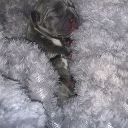 French Bulldog Puppies from Peter’s Frenchies