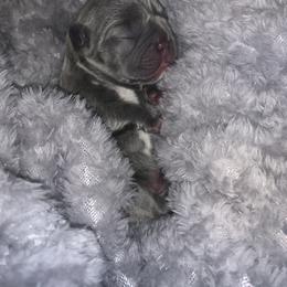 French Bulldog Puppies from Peter’s Frenchies