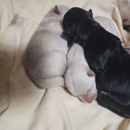 Scottish Terrier Puppies from Scottie Love