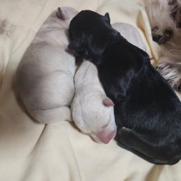Scottish Terrier Puppies from Scottie Love