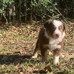 Australian Shepherd and Miniature Australian Shepherd Puppies from SkyBrynn Aussies